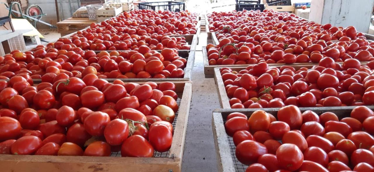 Agriturismo Gli Antichi Sapori - Con Stazione Di Ricarica Veicoli Elettrici Vatolla Ngoại thất bức ảnh