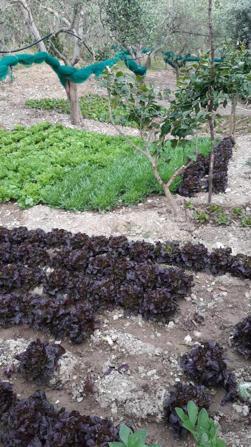 Agriturismo Gli Antichi Sapori - Con Stazione Di Ricarica Veicoli Elettrici Vatolla Ngoại thất bức ảnh